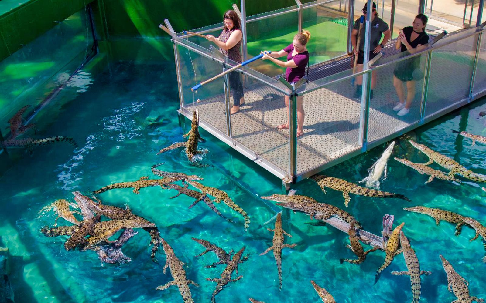 Imagen del tour: Crocosaurus Cove: Big Croc Feed VIP Experience