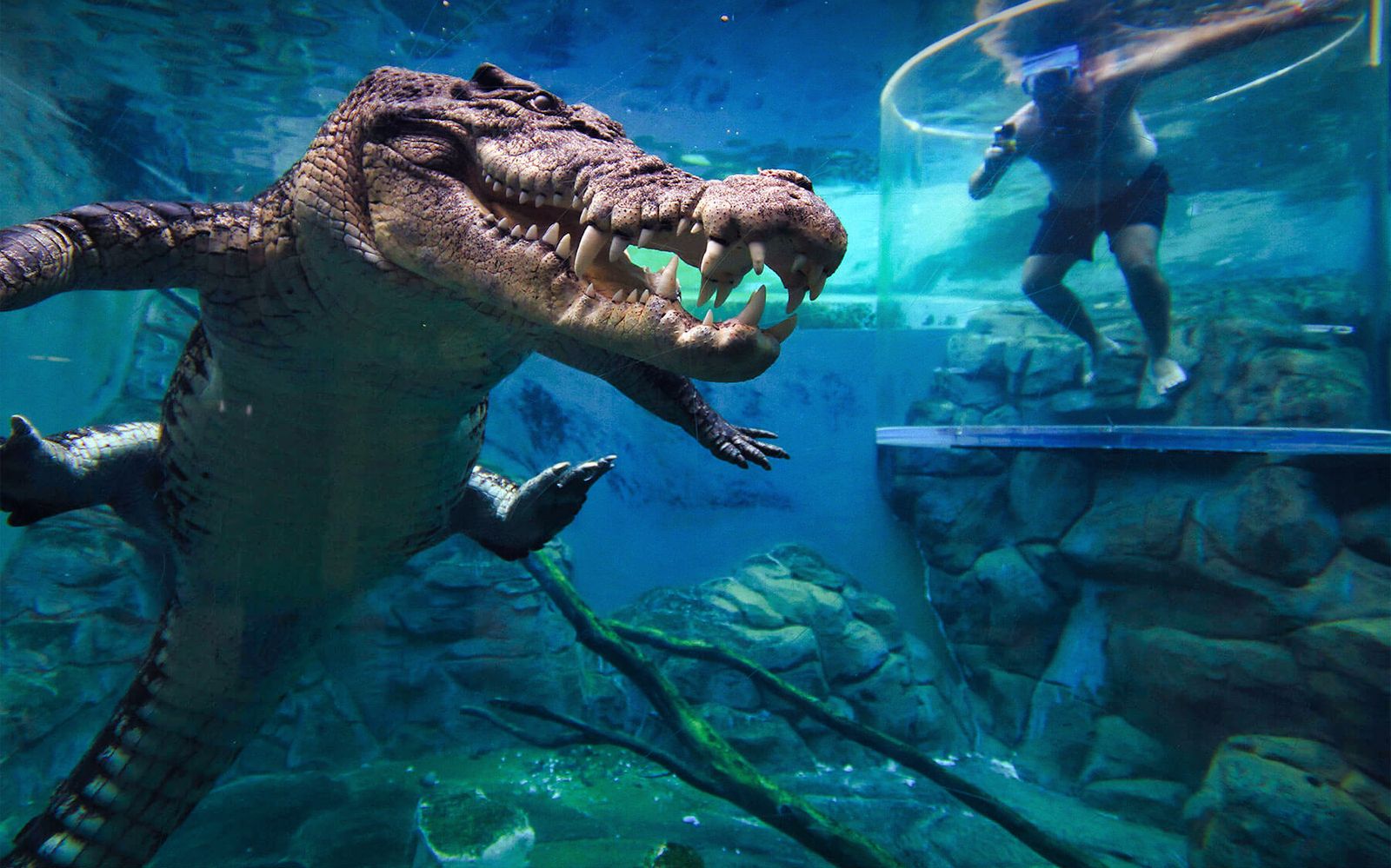 Imagen del tour: Cala del Crocosaurio: La Jaula de la Muerte Entradas