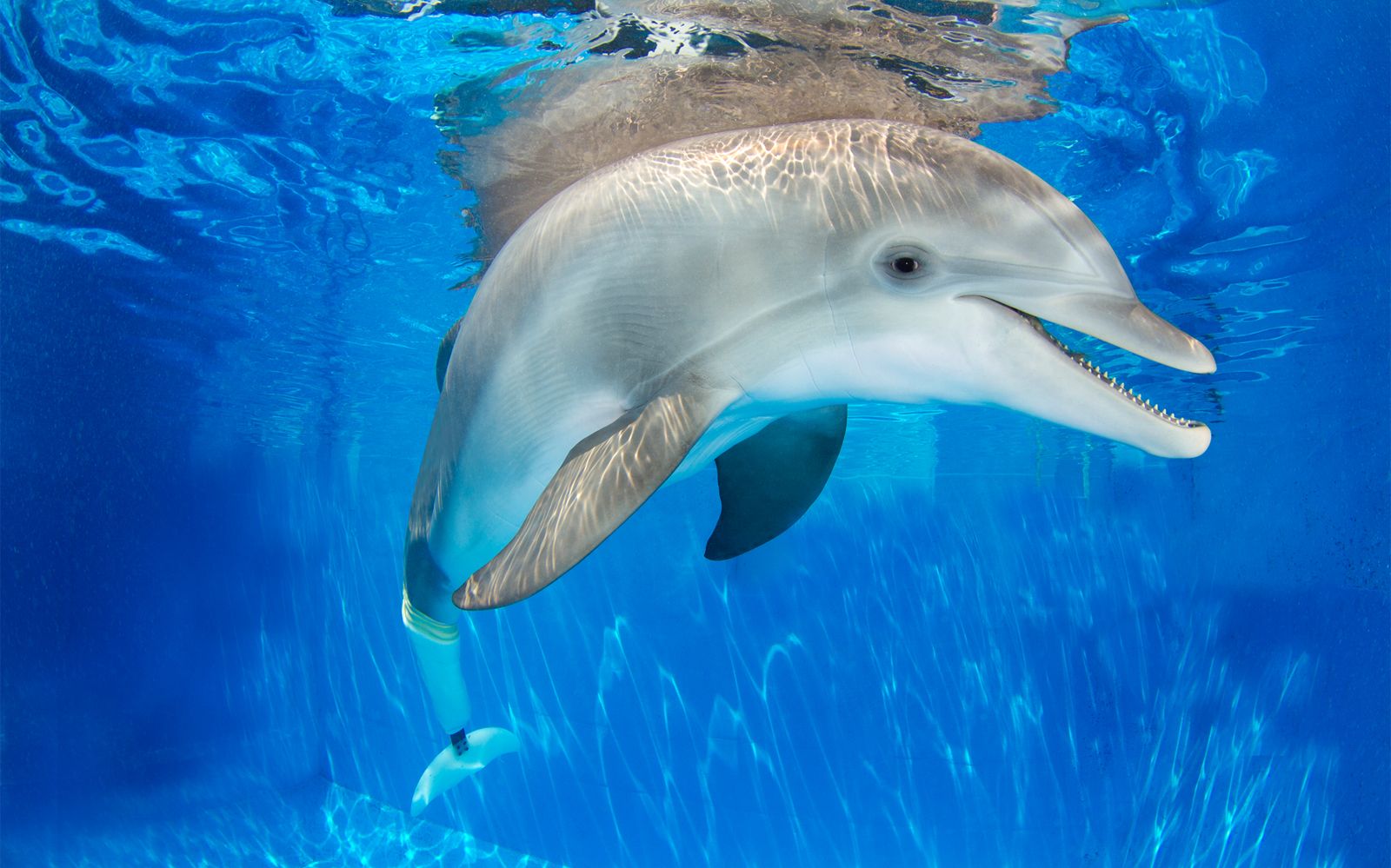 Imagen del tour: Clearwater Beach: tour por la playa y encuentro con delfines