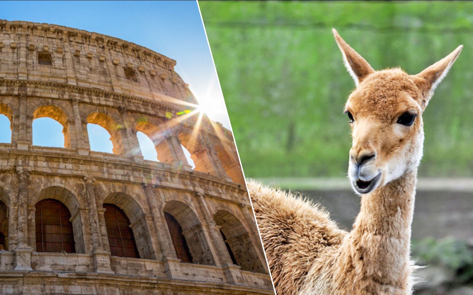 Imagen del tour: Combo: Colosseum + Rome Bioparco Tickets