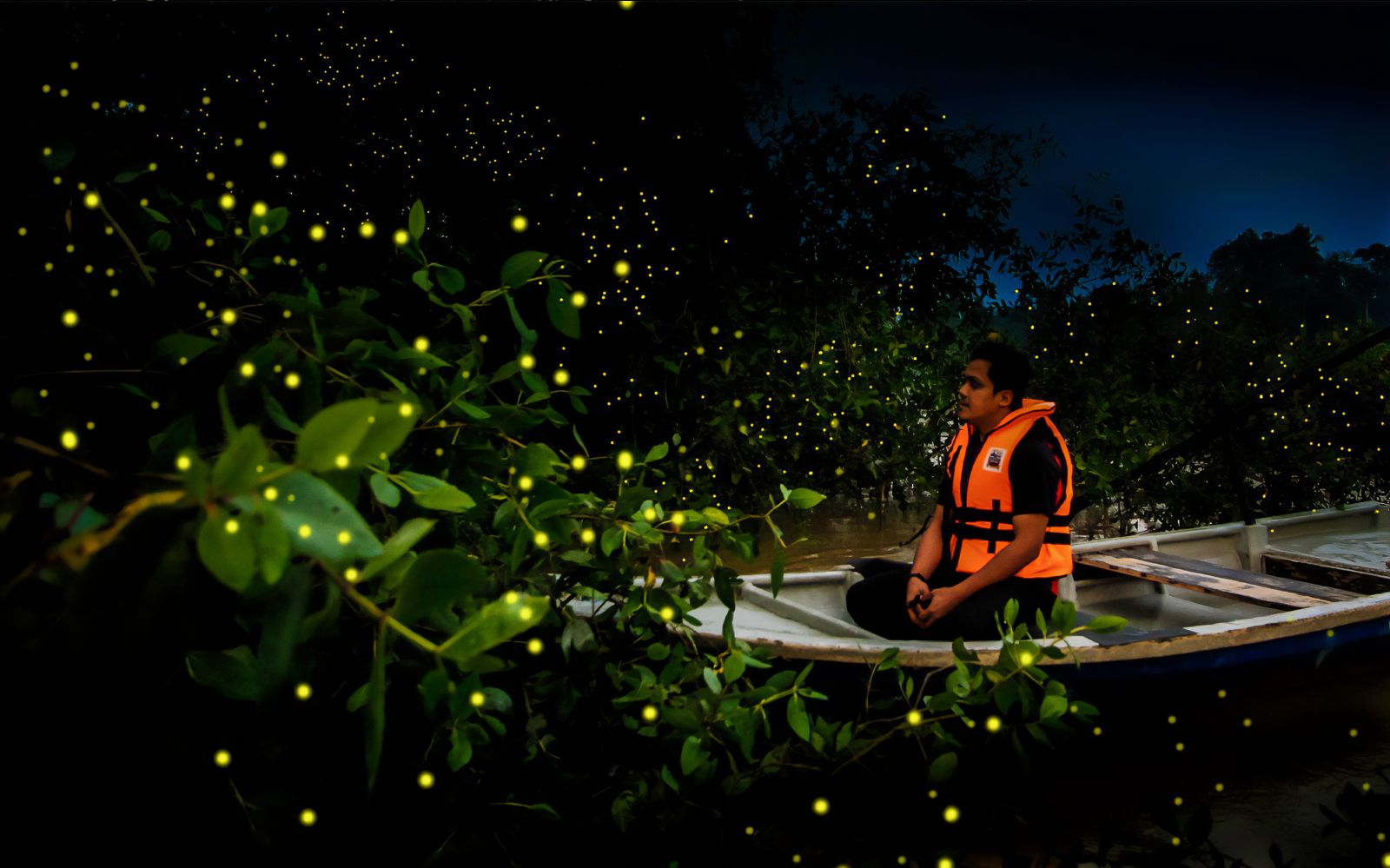 Imagen del tour: Fireflies Watching Tour in Kuala Selangor
