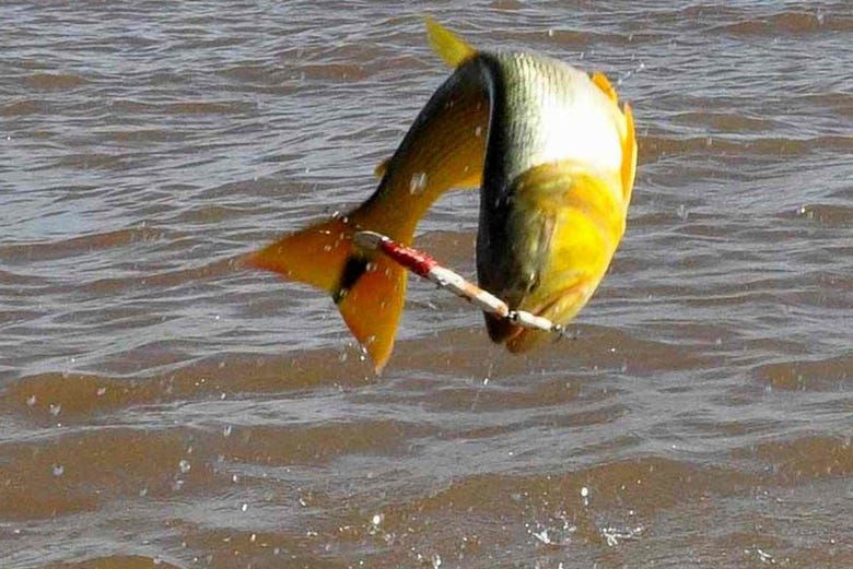 Imagen del tour: Pesca en el río Paraná