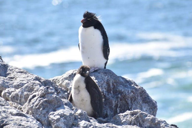 Imagen del tour: Excursión a la isla Pingüino