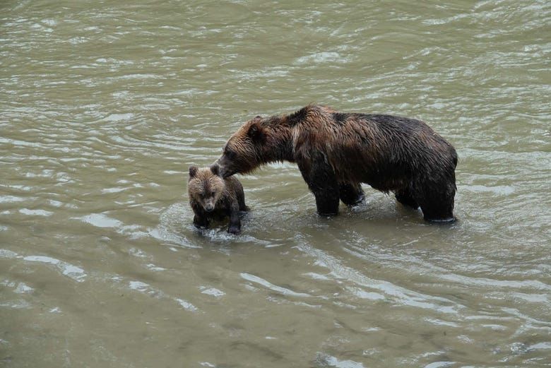 Imagen del tour: Avistamiento de osos grizzly