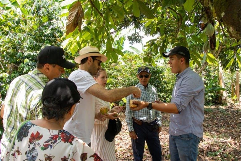 Imagen del tour: Tour del cacao por la finca El Diamante