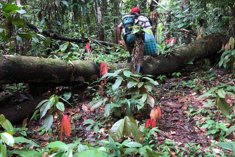 Imagen del tour: Senderismo por la selva amazónica