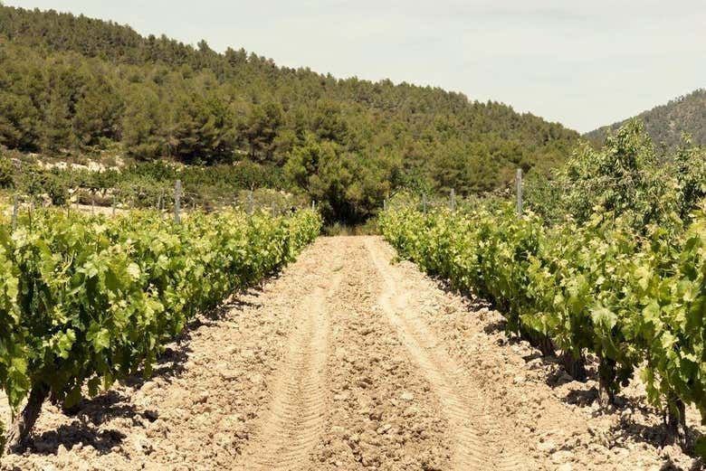 Imagen del tour: Visita a la bodega Balcona