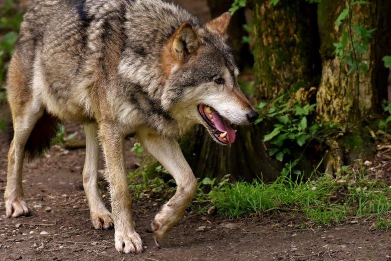 Imagen del tour: Avistamiento de lobos en la Sierra de la Capelada