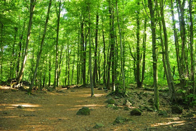 Imagen del tour: Excursión a la Garrocha
