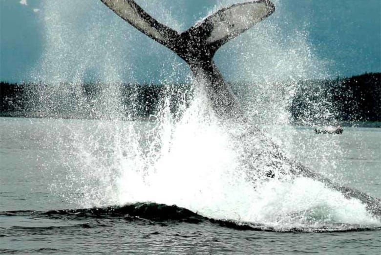 Imagen del tour: Avistamiento de ballenas en Juneau