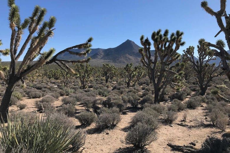 Imagen del tour: Paseo a caballo por el Bosque de Árboles de Josué