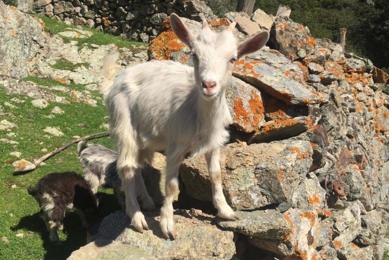 Imagen del tour: Tour por los pueblos de la Balagne