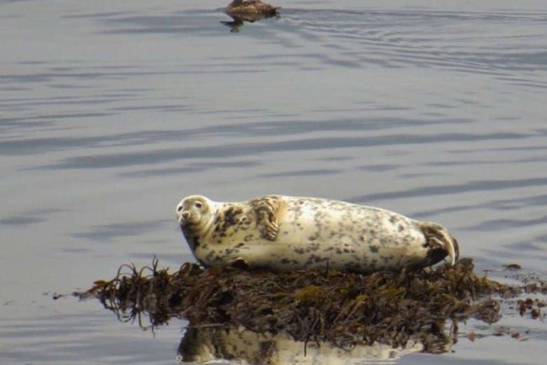 Imagen del tour: Avistamiento de focas en Raudasandur