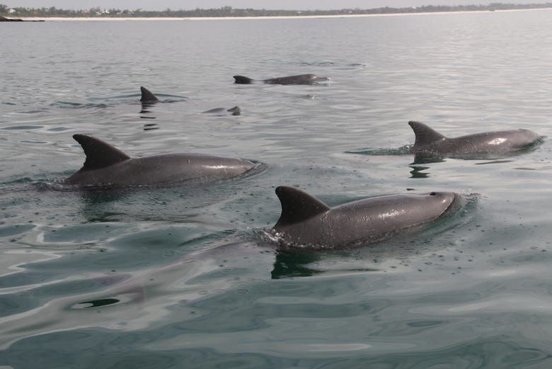 Imagen del tour: Avistamiento de delfines en Watamu + Snorkel