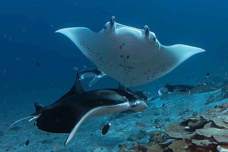 Imagen del tour: Snorkel con tortugas y mantarrayas