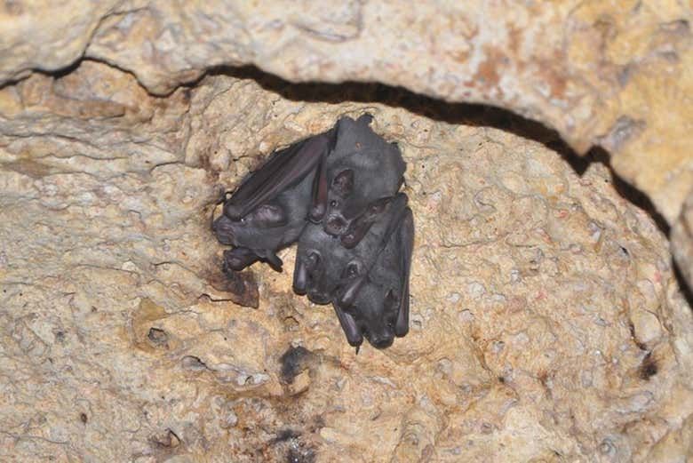 Imagen del tour: Tour por la cueva de las Serpientes Colgantes 