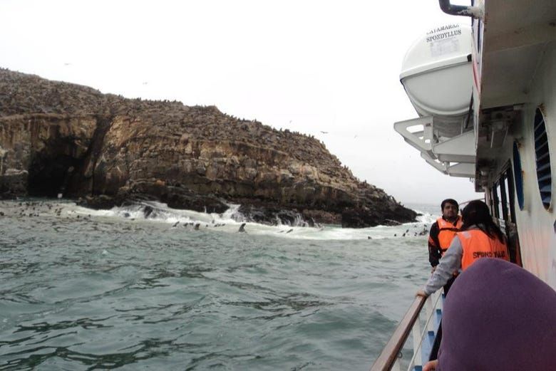 Imagen del tour: Nado con lobos marinos en las Islas Palomino