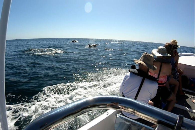 Imagen del tour: Paseo en barco por Arrábida
