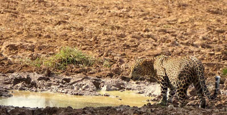 Imagen del tour: Parque Nacional de Kumana: Safari con leopardo por la mañana o por la tarde