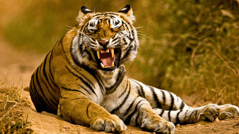 Imagen del tour: Desde Delhi: Excursión de 5 días al Triángulo de Oro con Safari en Tigre