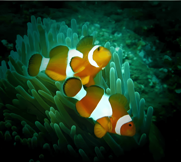 Imagen del tour: Buceo en la laguna azul con almuerzo