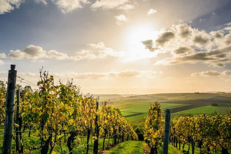 Imagen del tour: De París a Champaña: Excursión de un día a Reims o Épernay