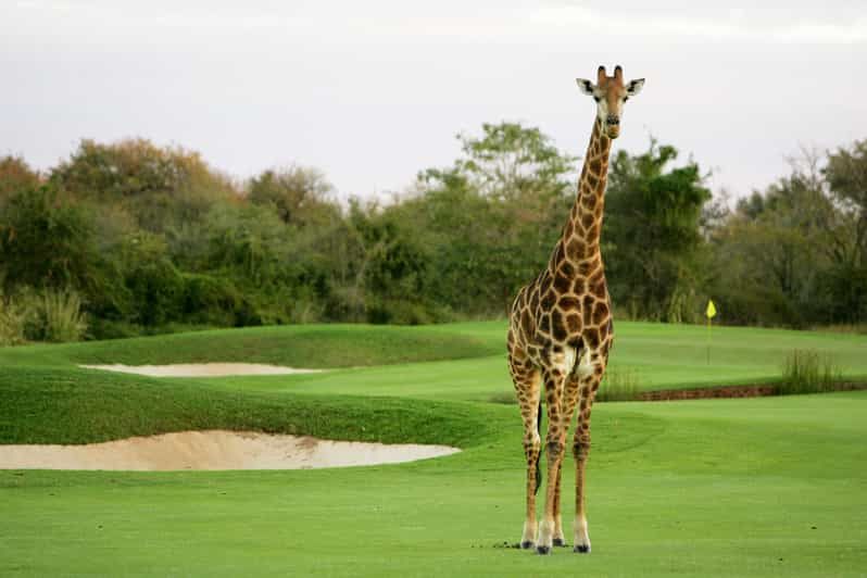 Imagen del tour: 3 noches Vipingo Golf Safari & Flight Tour