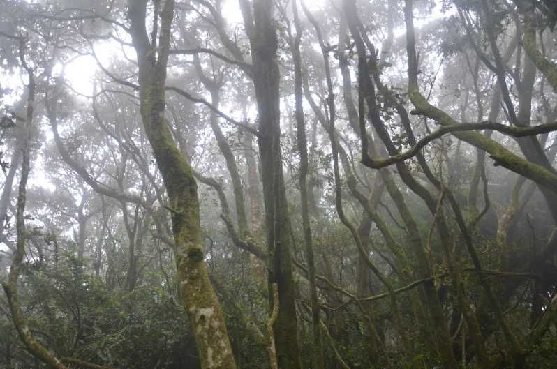 Imagen del tour: "Parque Nacional y Reserva de la UNESCO "Bosque de Fray Jorge
