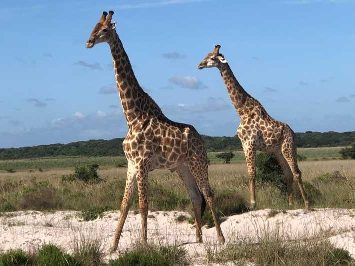 Imagen del tour: Safari en el Parque Nacional de Maputo