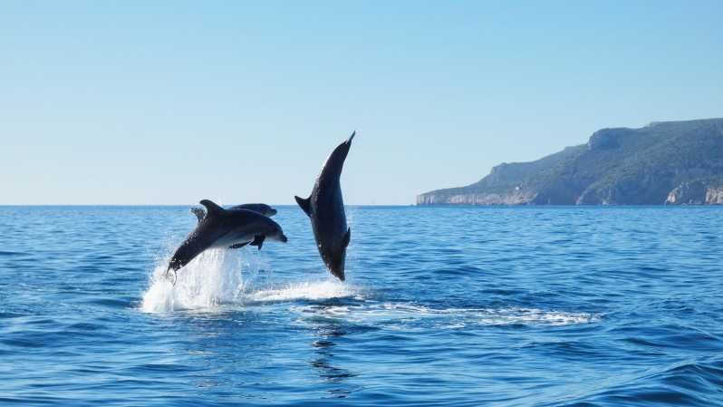 Imagen del tour: Sesimbra: Excursión de avistamiento de delfines en el Parque Natural de Arrábida