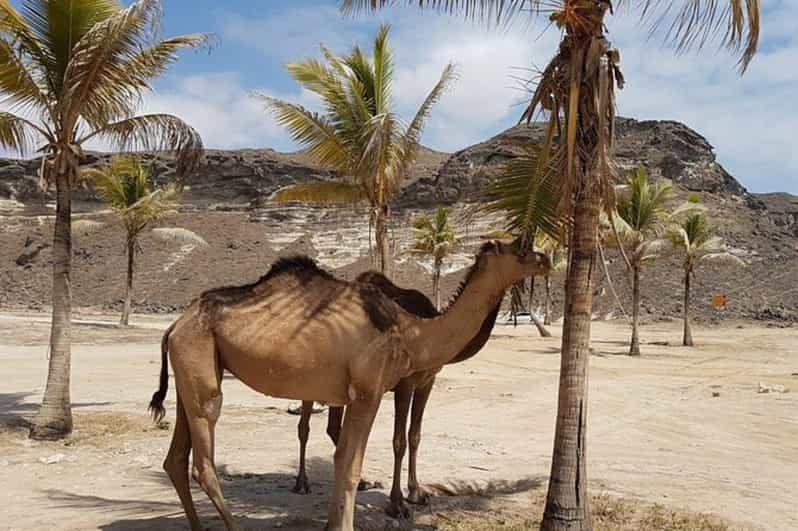 Imagen del tour: Excursión Jabel Safari Oeste