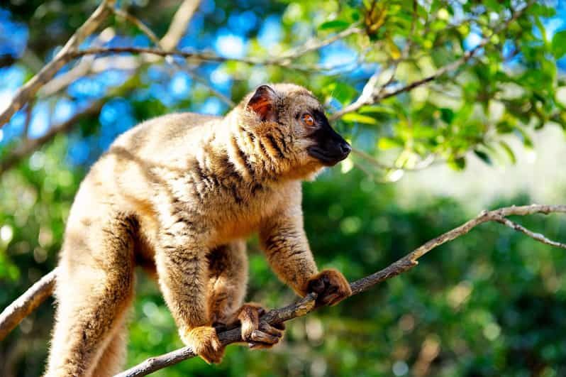 Imagen del tour: Tour guiado a las islas de Nosy Komba y Nosy Tanikely