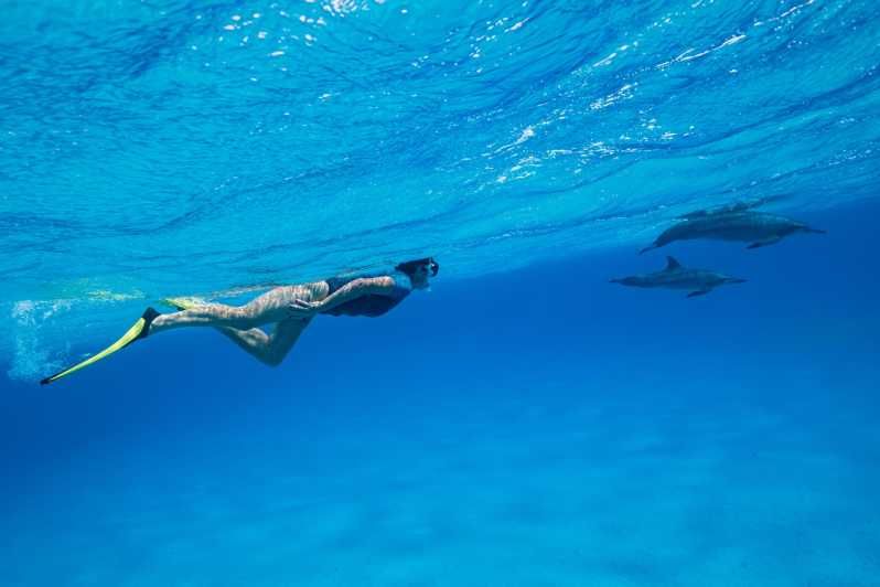 Imagen del tour: El Gouna: Tour en barco para avistar delfines con snorkel y almuerzo
