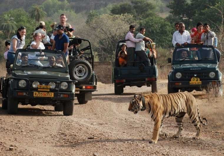 Imagen del tour: Reserva de safaris en Ranthambhore