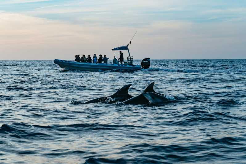 Imagen del tour: Alcudia/Can Picafort: Crucero guiado para avistar delfines al amanecer