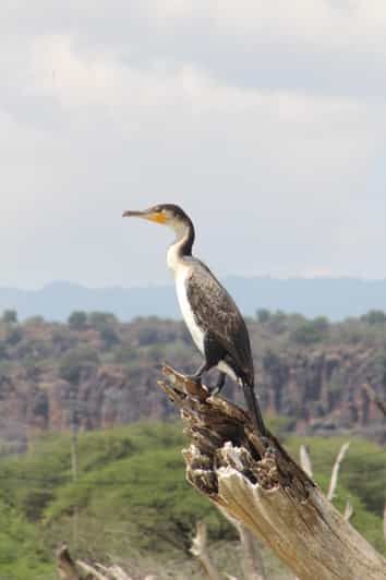 Imagen del tour: Safari nocturno de observación de aves en el lago Baringo desde Nairobi