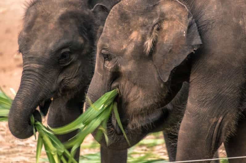 Imagen del tour: Galle/Mirissa/Hikkaduwa: Traslado a Ella & Safari Udawalawa