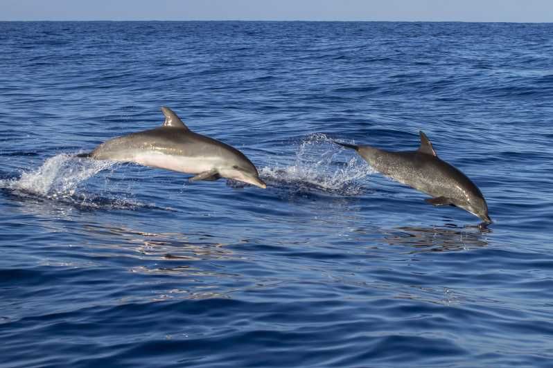 Imagen del tour: Poreč: Crucero para avistar delfines con bebidas incluidas