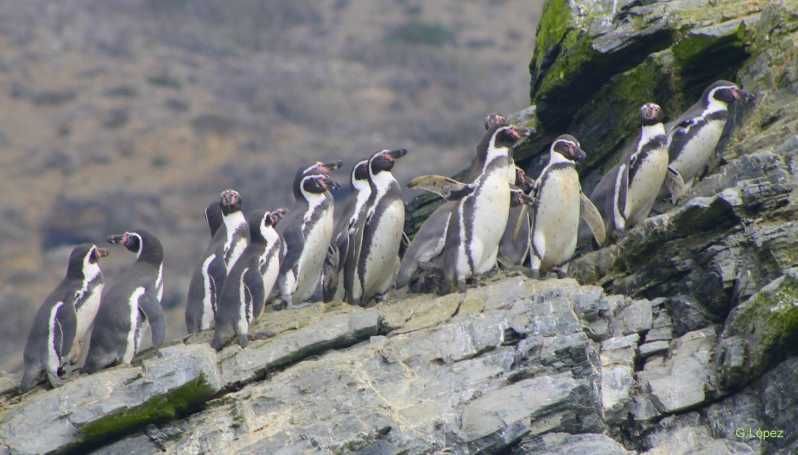 Imagen del tour: Full day to Isla Damas & Humbolt Pinguino National Reserve