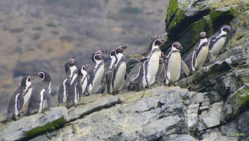 Imagen del tour: Full day to Isla Damas & Humbolt Pinguino National Reserve