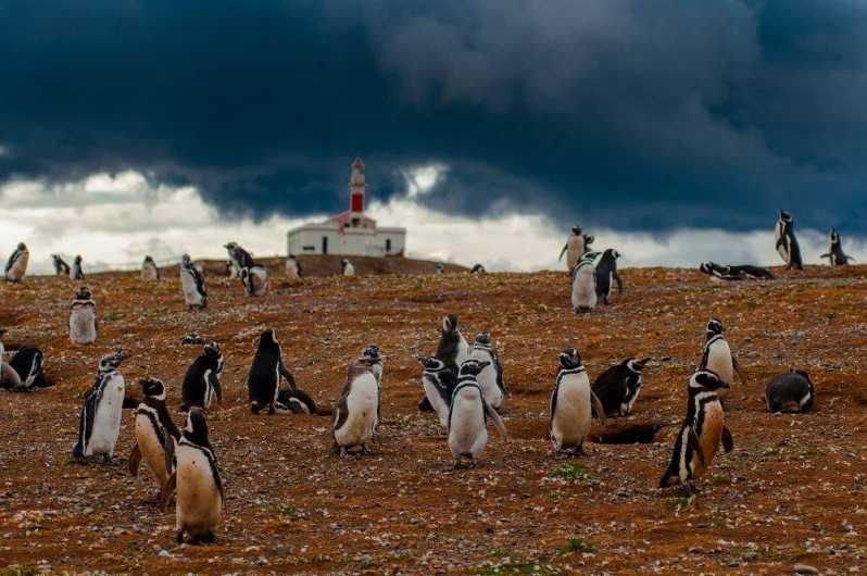 Imagen del tour: Excursión a los Pingüinos de la Isla Magdalena en barco desde Punta Arenas