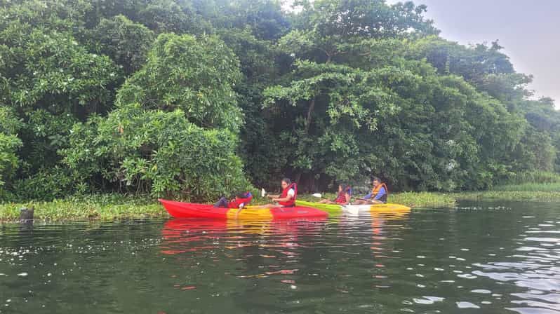 Imagen del tour: Kayak al Santuario de Aves de la Isla Pathiramanal y Paseo por la Naturaleza