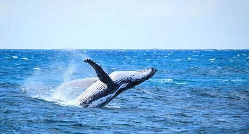 Imagen del tour: Desde Mooloolaba Lux Whale Watching Cruise (Crucero de avistamiento de ballenas)