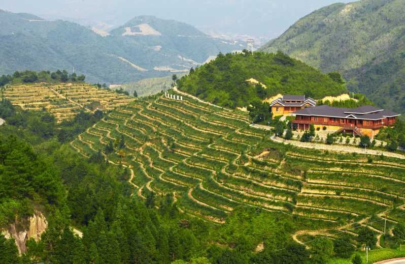 Imagen del tour: Jardín de Té Anxi y Roca Hong'en desde Xiamen