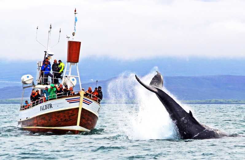 Imagen del tour: Desde Húsavík Excursión tradicional de avistamiento de ballenas