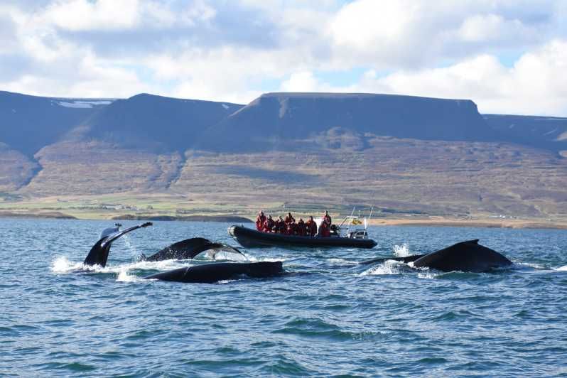 Imagen del tour: Akureyri: avistamiento de ballenas 2h en lancha motora RIB