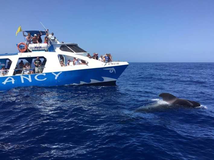 Imagen del tour: La Palma: avistamiento de fauna y tour en barco por Cumbre Vieja