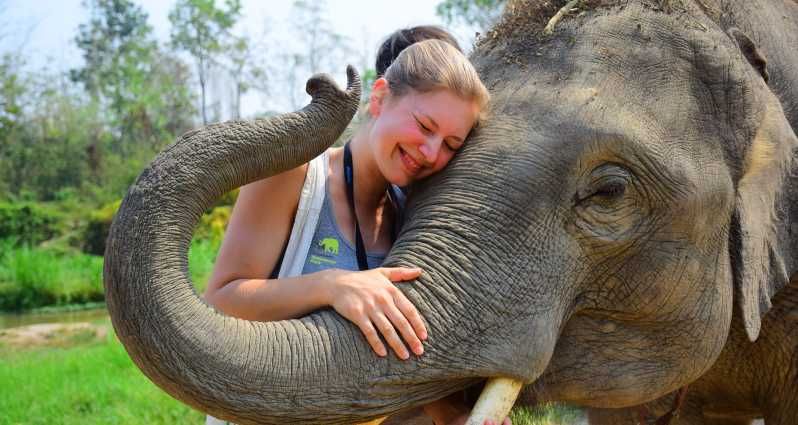 Imagen del tour: Chiang Mai: cuidado de elefantes en Elephant Retirement Park