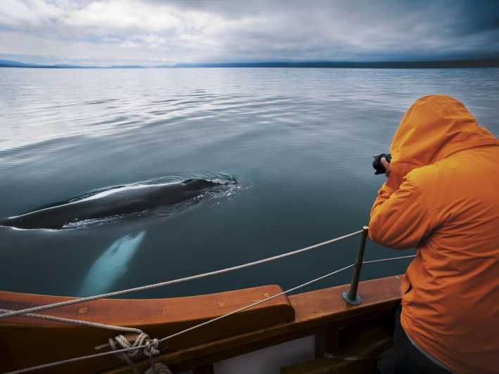 Imagen del tour: Húsavík: Avistamiento de ballenas en un barco de roble con emisiones neutras de carbono