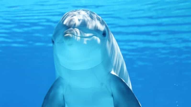 Imagen del tour: Hurghada: Excursión en barco para avistar delfines con snorkel y almuerzo